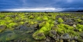 Landschaften-Wild-Atlantic-Way-Algen-gruene-Meereskueste-Kueste-Strand-Nordkueste-Irland-Nordirland-irische-nordirische-A-Sony_DSC2481