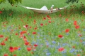 frau-relaxen-entspannung-ruhe-mohn-blumen-wiese-j_mg_1438