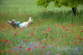 mann-relaxen-entspannung-ruhe-mohn-blumen-wiese-j_mg_1174